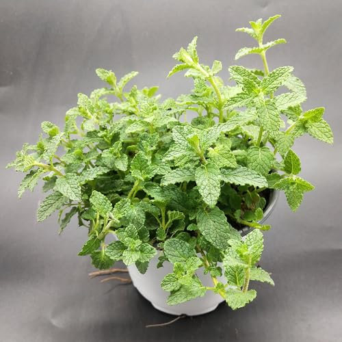 500 pcs marokkanische minze samen - Mentha spicata - kräutergarten exotische pflanzen samen heilkräuter samen biosaatgut bodendecker samen winterhart pflanzen für garten kräutergarten