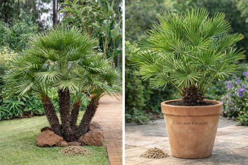 8 Graines de Palmier - Chamaerops humilis – Palmier nain méditerranéen – Graines ornementales rustiques - Arbre Plante Jardin - 457