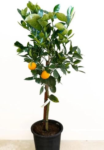 Naranjo Natural Frutal Perfecto para el Huerto y el Cultivo de Naranjas