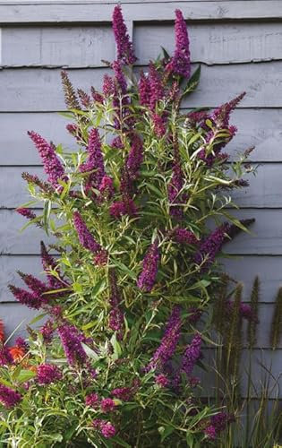 Säulen-Sommerflieder `Butterfly Tower´, Buddleja davidii, 20-60cm im 3L-Topf