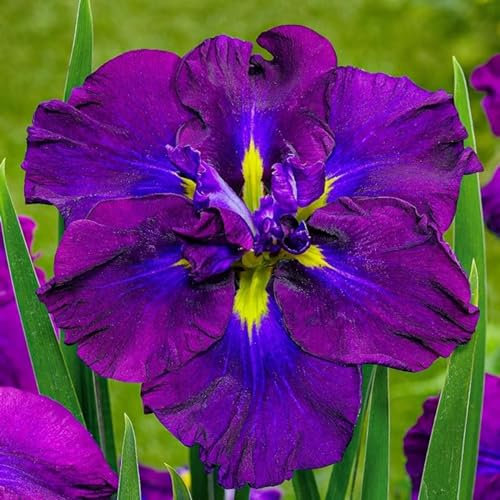 Iriszwiebeln,mehrjährige krautige Pflanzen,schwertlilie lila,kältetolerante Blumenzwiebeln,Gartendekoration,iris-schwertlilie zwiebeln,schwertlilie rhizome,winterharte pflanzen.- 8zwiebeln-C
