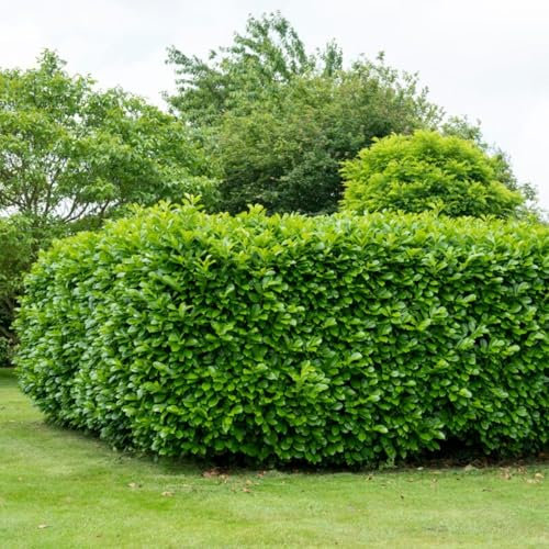 Carbeth Plants - Cherry Laurel Hedging 5 x Plants in 3L Pots - Real 35-55cm Prunus laurocerasus Rotundifolia Shrubs - Live Vigorous Growing Evergreen Glossy Foliaged Green Hedge