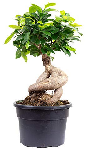 Fico cinese – Pianta d'appartamento facile da pulire, Ficus Ginseng – Altezza ca. 40 cm, diametro vaso 17 cm