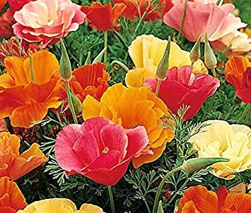 PAK CHOI SEEDS (AVG 50-100) SEEDS X 2 PACKET : Seeds Only