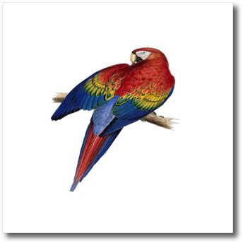 3dRose Scarlet Macaw Perched On A Branch Illustration - Iron on Heat Transfers (ht-382548-2)