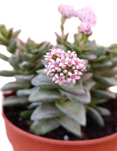 pianta vera Crassula Springtime succulenta ornamentale fiori rosa pianta grassa pendente fiorita