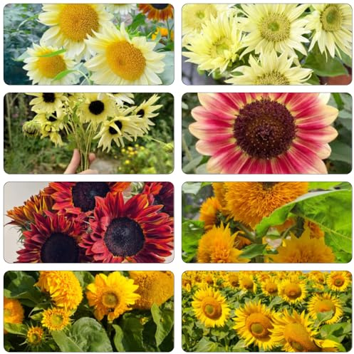 girasoles perennes resistentes, de larga balcón con camas elevadas semillas de girasol girasol verano jardín jardín interior perennes 600pcs