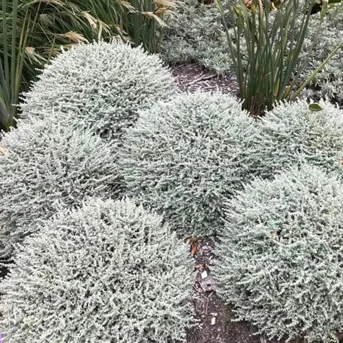 Semillas de Santolina chamaecyparissus - variedades antiguas semillas de arbustos con, resistentes arbustos del jardín orgánico silvestres 250pcs