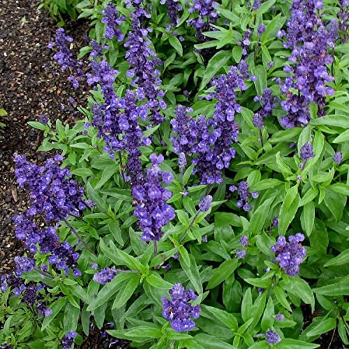Blauer Salbei (Salvia Farinacea) 70 Salbeisamen Wildblumensamen