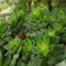 Semillas nuevas y frescas de suculenta Sedum verde 30 piezas