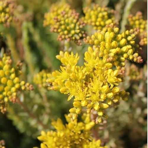 6x Orpin réfléchi – Sedum reflexum – Godet 9x9cm | Couvre-sol vigoureux, fleurs jaunes