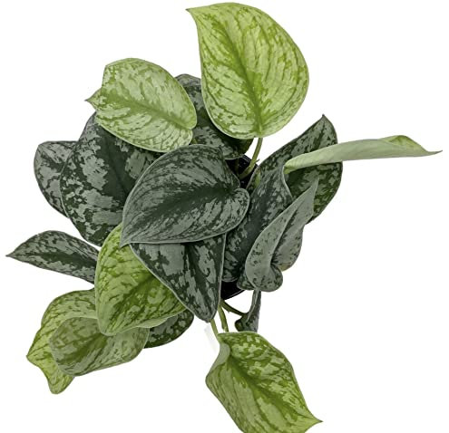 Trailing Satin Pothos Scindapsus Epipremnum pictus Devils Ivy - in 12cm Pot