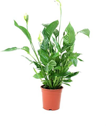 Spathiphyllum Sweet Mario DECOALIVE Planta de Interior Natural para Decorar el Hogar Lirio de la Paz o Espatifilo