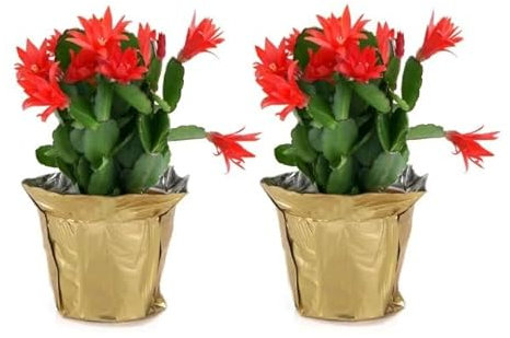 Cactus de la Navidad | Pack 2 Plantas | DECOALIVE | Schlumbergera | Cactus Naturales