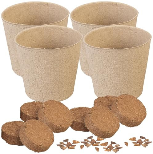 Royal Gardineer Tanne: 4 Weihnachtsbaum-Anzucht-Sets inkl. jeweils 10 Nordmanntannen-Samen (Weihnachtsbaum-Anzuchtset, Anzuchtset-Geschenke, Adventskalender)