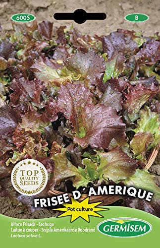 Germisem graines Laitue à couper FRISEE D´AMERIQUE