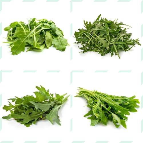 rucola samen winterhart - rucola pflanzen samen, geschenke für gartenfreunde, gemüsesamen winterhart rucolasamen bio mehrjährig, gemüsepflanzen, hochbeet samen gartenkräuter samen, 250pcs