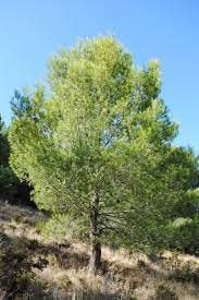 Aleppo-Kiefer Samen, Pinus Halepensis, 80 Stück, Mediterraner Nadelbaum