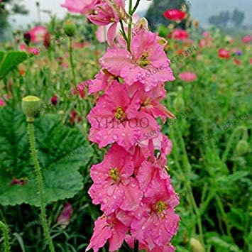 PLAT FIRM: 14: 100 Stück/bag Farbe Rittersporn Seed Consolida ajacis Rittersporn Topf Bonsai DIY Hausgarten 14