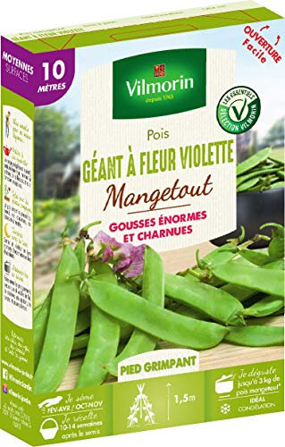 Vilmorin Pois géant Fleur Violette Boite série 10m mangetout, Vert