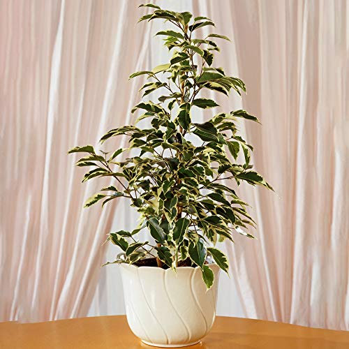 Ficus Starlight | Best Indoor Plant Gifts | Potted Houseplant (30-40cm with Pot)