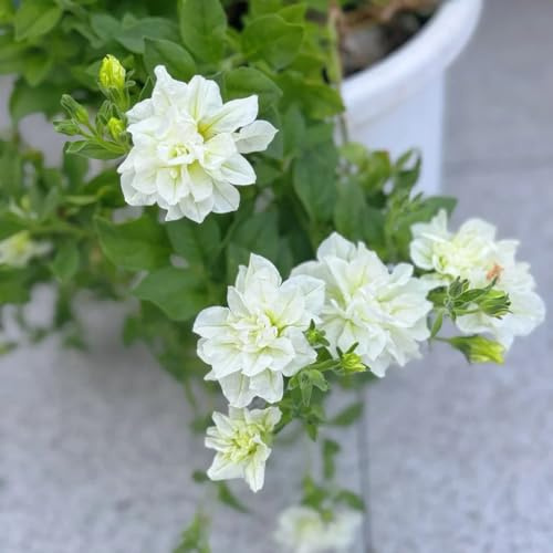 semi di petunia, del giardino roccioso resistenti decorazione soggiorno rari 1000pcs