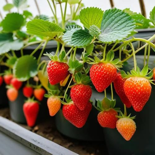 Semillas de fresa perenne resistente - trepadoras bancales elevados para jardín orgánicas 1500pcs