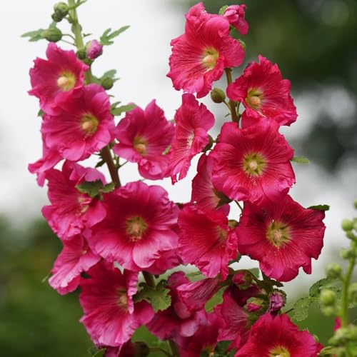 semi di malvarosa giardino esotiche in vaso biologici per esterno 300pcs