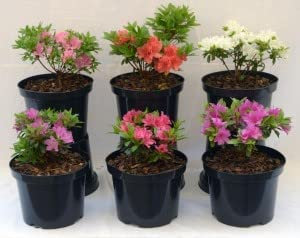 4 Dwarf Japanese Azalea Collection | Mix Pack | Evergreen Shrubs | Outdoor Plants | Bright Flowering | Larger 2ltr Pots