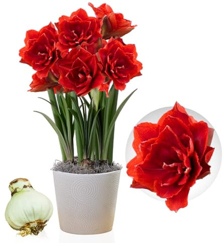 Amaryllis Cherry Nymph bulbe, 1 pièce grand format 26/30, Exclusif, bulbes, plantes et fleurs de Hollande, Véritables Hippeastrum (pas de graines, cire et non artificiel)