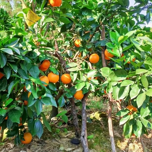 Semi di arancio resistente,da giardino resistenti da giardino、Colorate da frutto colonnari,semi di da frutto 100pcs