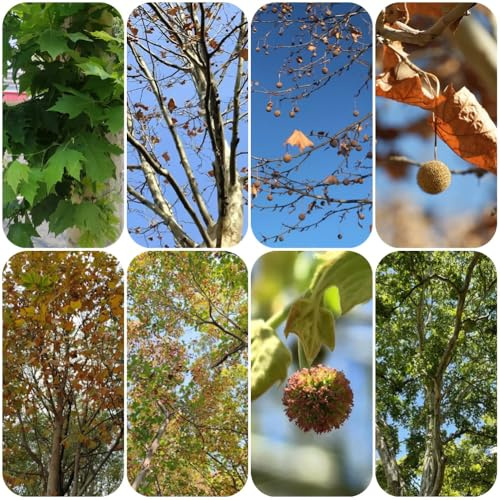 semillas de plátano, semillas de resistentes Platanus acerifolia, resistentes al aire libre perennes jardín balcón exóticas variedades antiguas regalos 6pcs