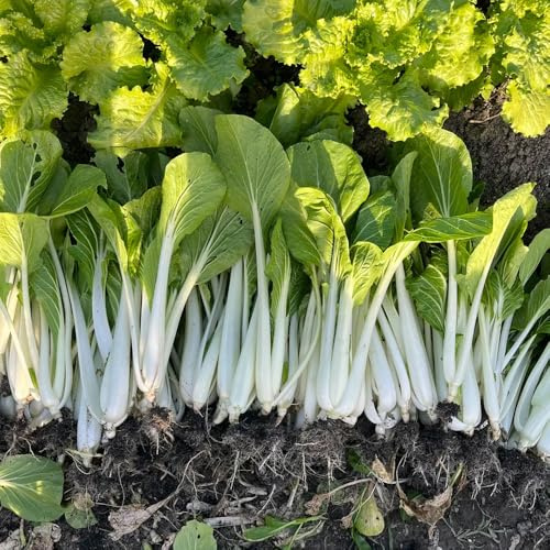 semi di pak choi giardino interno resistenti antiche varietà 225pcs