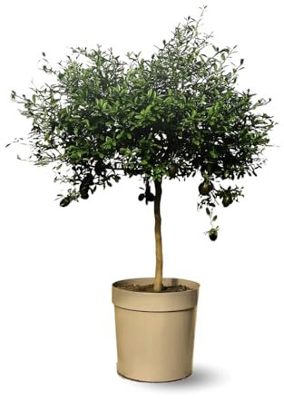 Attitude Jardin - Citron caviar rouge - microcitrus australasica - agrume méditerranéen - arbre fruitier - 75-85 cm - ⌀ 22 cm