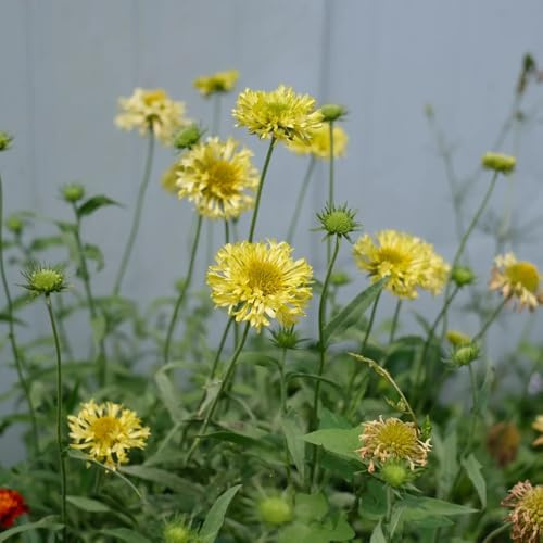 kokardenblume, gaillardia seltene, wohnzimmer deko winterharte kübelpflanzen garten zierblumen blumendeko gartenblumen kräuterpflanzen 500samen