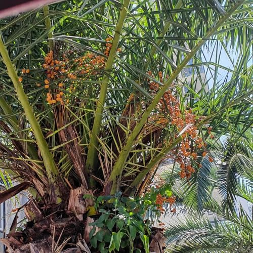 palma da datteri, varietà biologiche tradizionali da giardino copertura del terreno per esterni in vaso resistenti al pieno sole balcone raro giardino roccioso 120semi