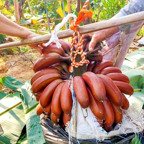 semillas de banano, banano, Los enanos de plátano de resistente columnar resistente 40pcs