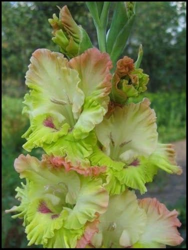 Gladiolos Rizomas. ideal para embellecer el paisaje. Tolera el frío. Hojas altas y grandes.（NVNJHJN）.-15 Rizomas-D