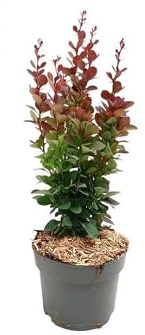 Berberis thunbergii Atropurpurea pianta da siepe in vaso 9x9 cm Vivaio di Castelletto