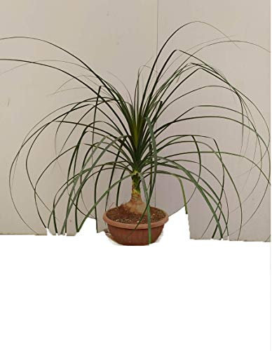 Beaucarnea Beaucamea o gamba di elefante o Pianta mangiafumo