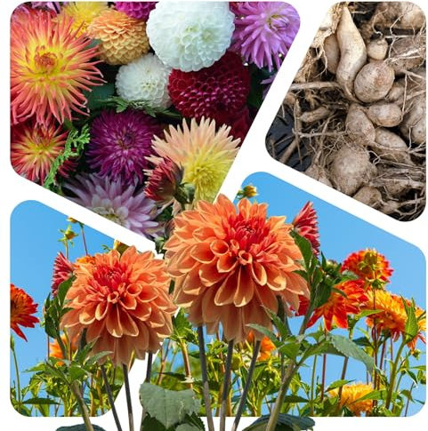 Dahlien bunte Mischung/Knollen/Blumenzwiebeln mehrjährig - SAISONWARE - NUR KURZE ZEIT ERHÄLTLICH (10 Stück)