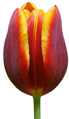 Tulpenzwiebeln 24 x ’Devenish’ – The Bulb Farmers - Frühjahr – in den Niederlanden gezüchtet - Tulpen Zwiebeln – Blumenzwiebeln