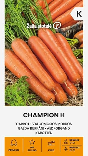 Zalia stotele | Graines de CAROTTE CHAMPION H | Graines de légumes | Graines de plantes | Un hybride mi-tardif, à haut rendement et résistant à l'alternariose | Graines de jardin | 1 paquet