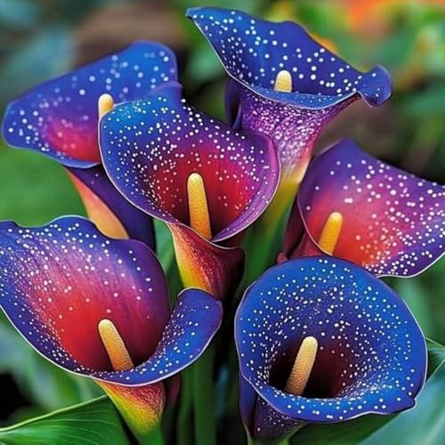 Calla bulbi,Piante perenni,Calla pianta vera,resistenti al freddo,Tagliare,Facile da curare(non artificiali)-2 bulbi-H