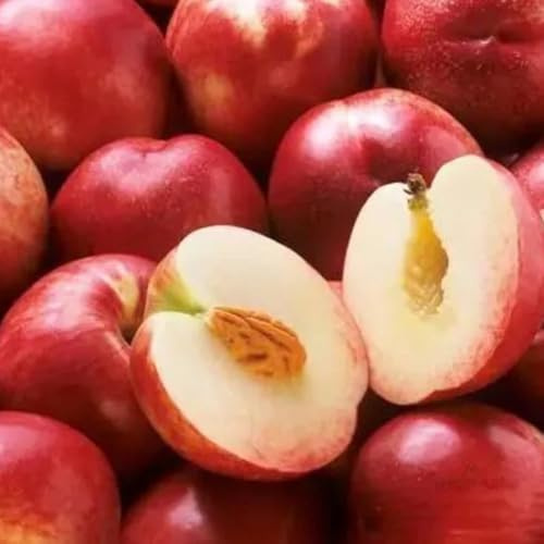 Nektarinenbaum pflanzendeko zimmerpflanze topfpflanzen balkon garten zwergobstbäume bio obstbaum hochbeet balkon dekopflanzen pfirsichbaum obstsamen gartenpflanzen winterharte 6samen