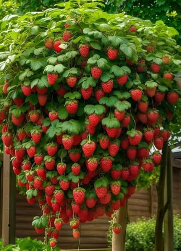 100 Semi di Fragola Rampicante, Fragolina Vesca, fragole rampicanti rosse