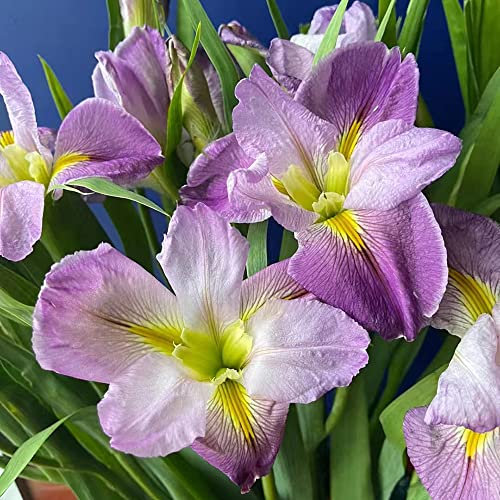 2 Stück schwertlilie rosa gladiolen schwertlilien zwiebeln winterhart mehrjährig Iris bodendecker pflanzen winterhart blumendeko zimmerbonsai bonsai steingartenpflanzen blumenzwiebeln