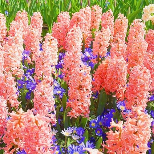 Hyazinthenzwiebel Winterhart MehrjäHrig,Hyazinthen Rhizome Hyazinthen Pflanzen Winterhart Hyazinthe Kaufen,Hyazinthen,Gärten Geschenk bereit MehrjäHrige Knollenpflanze Im Topf Pflanzen-6zwiebeln-b