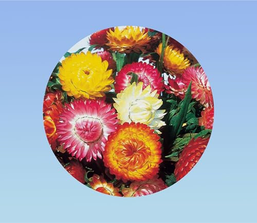 400 Graines d'Immortelle bractée (Helichrysum bracteatum) pour bouquets secs et jardins fleuris - Facile à cultiver