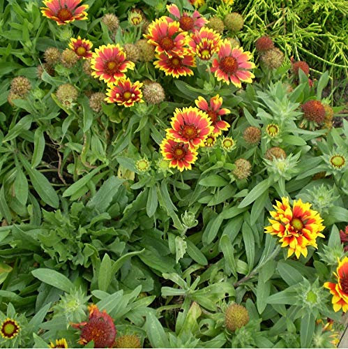 6 x Kokardenblume 'Bremen' - Gaillardia 'Bremen' Topf 9x9cm: Lebhafte gelb-orangene Blüten, trockenheitstolerant, perfekt für sonnige Standorte.